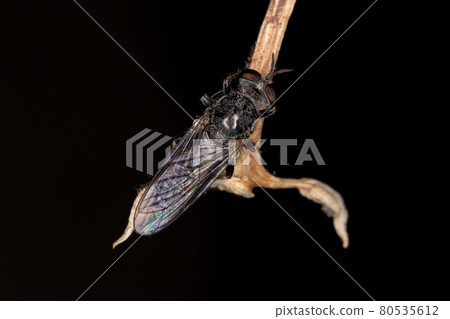 Adult Robber Fly Adult Robber Fly 80535612