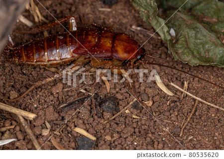 American Cockroach Nymph American Cockroach Nymph 80535620