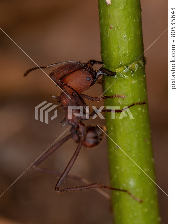 Atta Leaf-cutter Ant Atta Leaf-cutter Ant 80535643