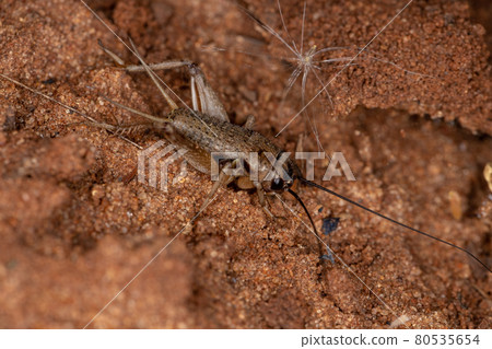 Small Field Cricket Small Field Cricket 80535654
