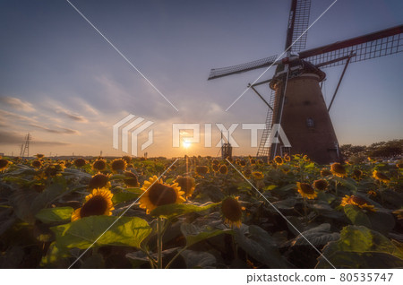 千葉縣櫻花故鄉廣場的向日葵與夜景 千葉縣櫻花故鄉廣場的向日葵與夜景 80535747