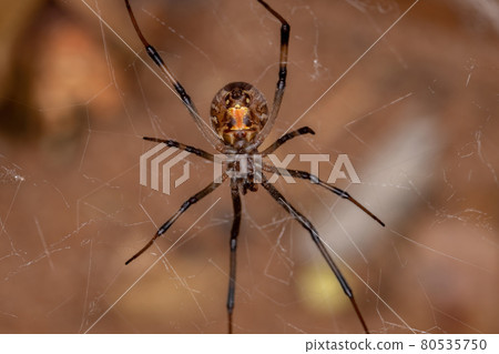 Female Adult Brown Widow Female Adult Brown Widow 80535750
