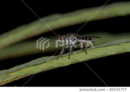 Adult Robber Fly Adult Robber Fly 80535757