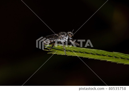 Adult Robber Fly Adult Robber Fly 80535758