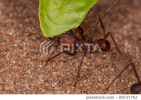 Atta Leaf-cutter Ant Atta Leaf-cutter Ant 80535762