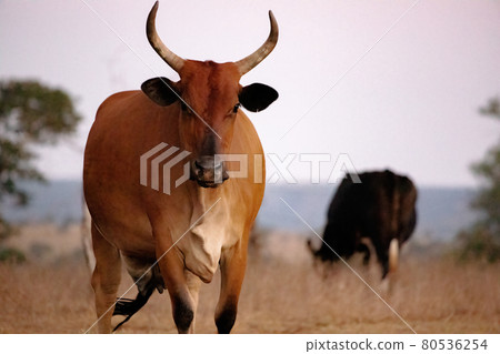 Adult cow in a farm Adult cow in a farm 80536254