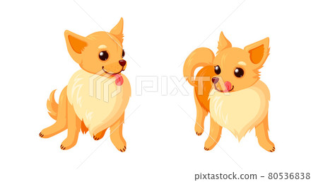 Playful chihuahua dogs with tongues. Sitting and standing chihuahua puppies with curly tails isolated in white background. Vector illustration Playful chihuahua dogs with tongues. Sitting and standing chihuahua puppies with curly tails isolated in white background. Vector illustration 80536838