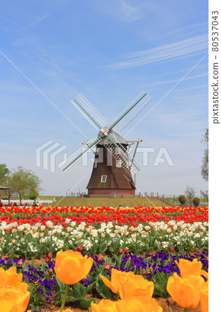 風車前的曙山農業公園鬱金香田 風車前的曙山農業公園鬱金香田 80537043