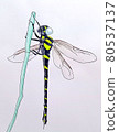 Big summer insect Anotogaster sieboldii 80537137