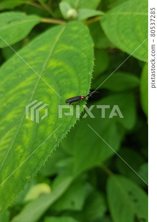 Oba firefly Oba firefly 80537285