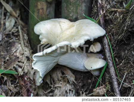 White mushroom poisoning White mushroom poisoning 80537465