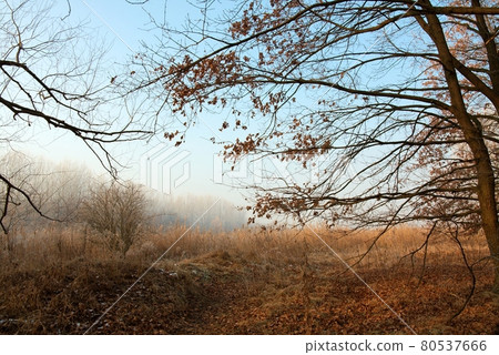 Nature Nature 80537666