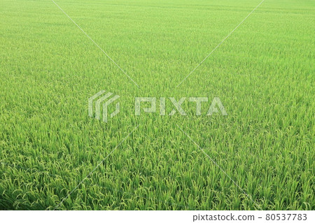 Rice in July 80537783
