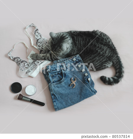 funny cat lying on women's clothing and accessories in bed top view funny cat lying on women's clothing and accessories in bed top view 80537814