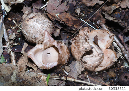A type of earthstar A type of earthstar 80538811