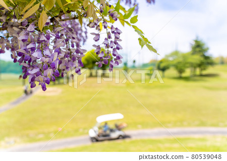 三重縣津市，與風早之裡的紫藤花一起移動的高爾夫球車 80539048