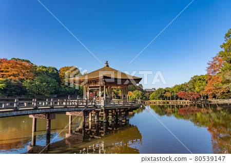 奈良縣奈良市奈良公園Sagiike美麗的秋葉中漂浮的浮見堂 奈良縣奈良市奈良公園Sagiike美麗的秋葉中漂浮的浮見堂 80539147