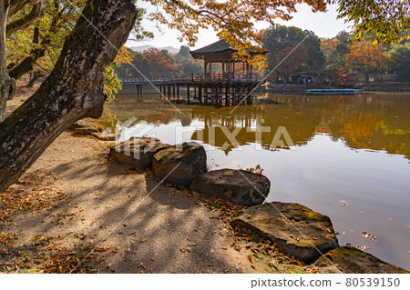 Ukimido floating in the beautiful autumn leaves of Sagiike in Nara Park, Nara City, Nara Prefecture 80539150