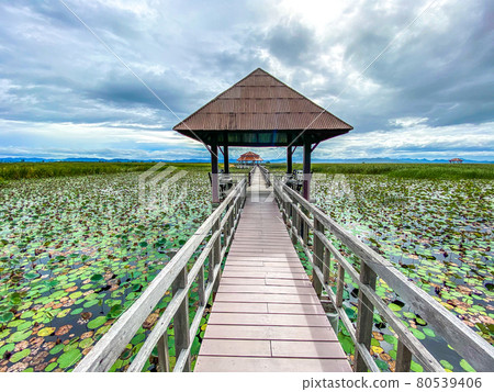 Sam Roi Yot Freshwater Marsh, Walk over the marsh, Bueng Bua Wood Boardwalk in Sam Roi Yot national 80539406