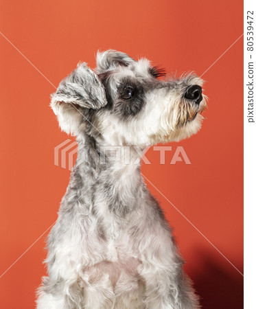  Miniature Schnauzer 80539472