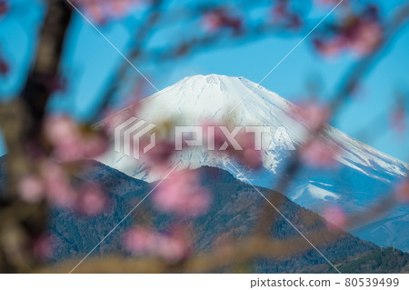 [Matsudayama, Matsuda Town, Kawazu cherry blossoms in full bloom and Mt. Fuji] 80539499