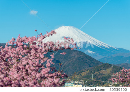 [Matsudayama, Matsuda Town, Kawazu cherry blossoms in full bloom and Mt. Fuji] 80539500