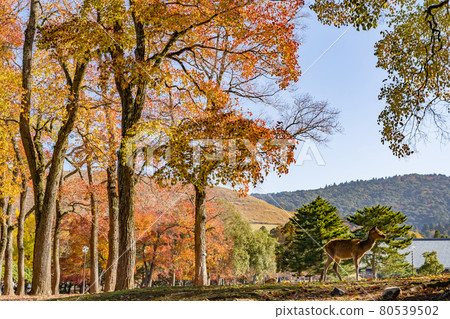 Autumn leaves and deer in Nara Park, Nara City, Nara Prefecture 80539502