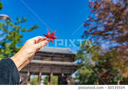 Nandaimon Gate of Todaiji Temple and Autumn Leaves, Nara City, Nara Prefecture 80539504