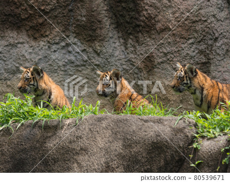 Amur tiger brothers Amur tiger brothers 80539671