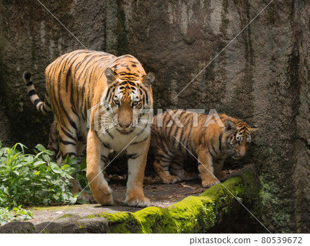 Parent and child of Amur tiger 80539672