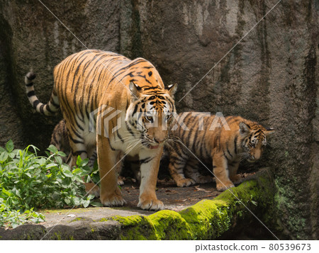 Parent and child of Amur tiger Parent and child of Amur tiger 80539673