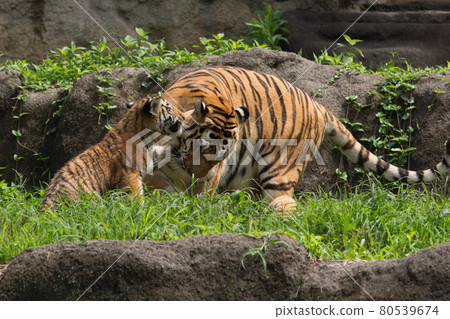 Parent and child of flirting Amur tiger Parent and child of flirting Amur tiger 80539674