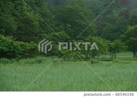 黑藏沼澤林帶 80540198