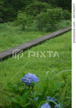 Boardwalk in the Kurozo Marsh in early summer 80540207