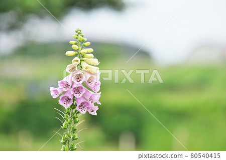 淺紫色毛地黃花 淺紫色毛地黃花 80540415