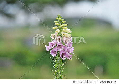 淺紫色毛地黃花 淺紫色毛地黃花 80540416