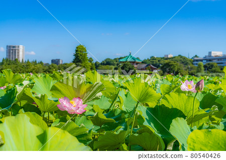 夏天在東京上野御史公園不忍池蓮花 夏天在東京上野御史公園不忍池蓮花 80540426