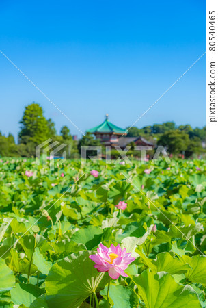 Summer in Tokyo Ueno Onshi Park Shinobazu Pond Lotus Summer in Tokyo Ueno Onshi Park Shinobazu Pond Lotus 80540465