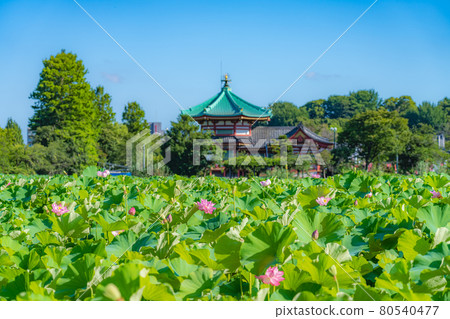 夏天在東京上野御史公園不忍池蓮花 夏天在東京上野御史公園不忍池蓮花 80540477