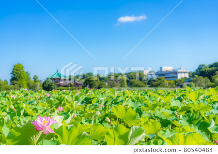 夏天在東京上野御史公園不忍池蓮花 80540483