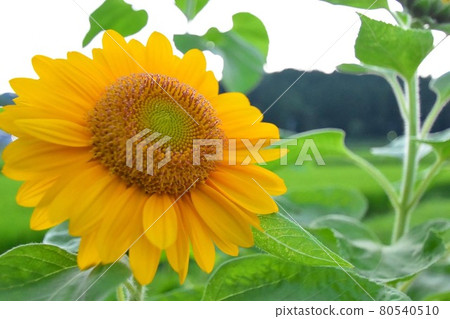 Sunflower sunflower Sunflower 80540510