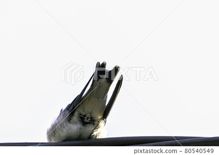 Red-rumped swallow (Cecropis daurica) - Choczewo, Pomerania, Poland 80540549