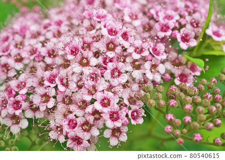 繡線菊花與小花 80540615