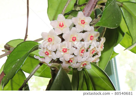 A cluster of hoya flowers against a white background 80540681