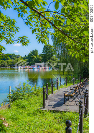 東京上野御史公園不忍池船塢的夏天 80540893