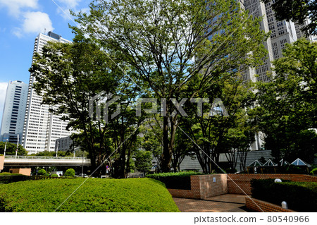 從新宿中央公園看摩天大樓的風景 從新宿中央公園看摩天大樓的風景 80540966