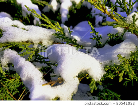 European yew covered with snow - Choczewo, Poland European yew covered with snow - Choczewo, Poland 80541058