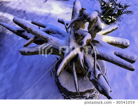 Dried tree roots covered with snow Dried tree roots covered with snow 80541059