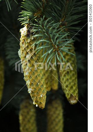 Fir cones from wild Polish forest - Slowinski National Park, Poland Fir cones from wild Polish forest - Slowinski National Park, Poland 80541060