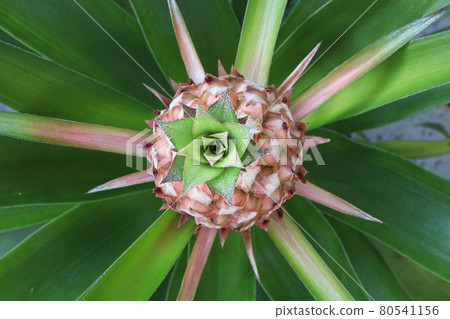 Top view of a pineapple fruit on a plant Top view of a pineapple fruit on a plant 80541156